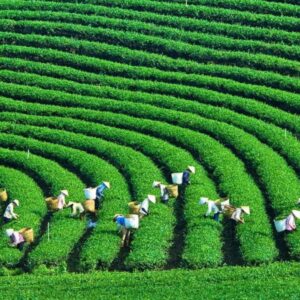 Hai Phong To Moc Chau On Private Car - VNT Travel