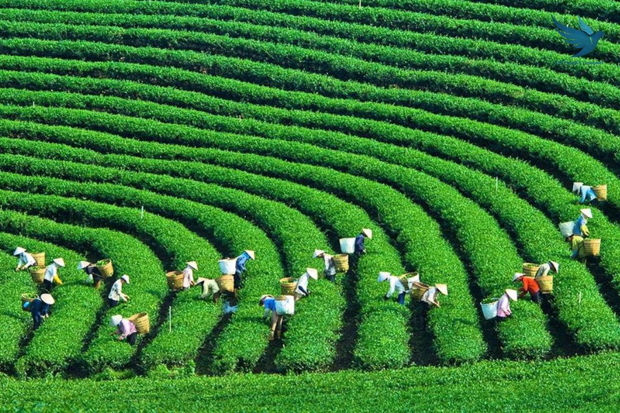 Hai Phong To Moc Chau On Private Car - VNT Travel