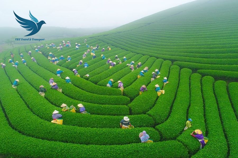 Private car Halong Bay to Moc Chau - VNT Travel & Transport