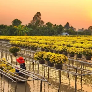 Ho Chi Minh To Dong Thap By Private Car - VNT Travel