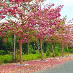 Ho Chi Minh To Soc Trang By Private Car - VNT Travel