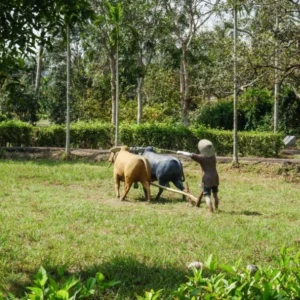 Hoi An To My Lai Massacre By Private Car Transfer - VNT Travel