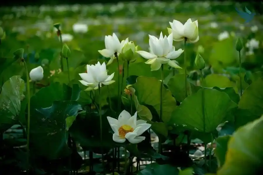 Lotus Bloom Season In Tinh Tam Lake - VNT Travel