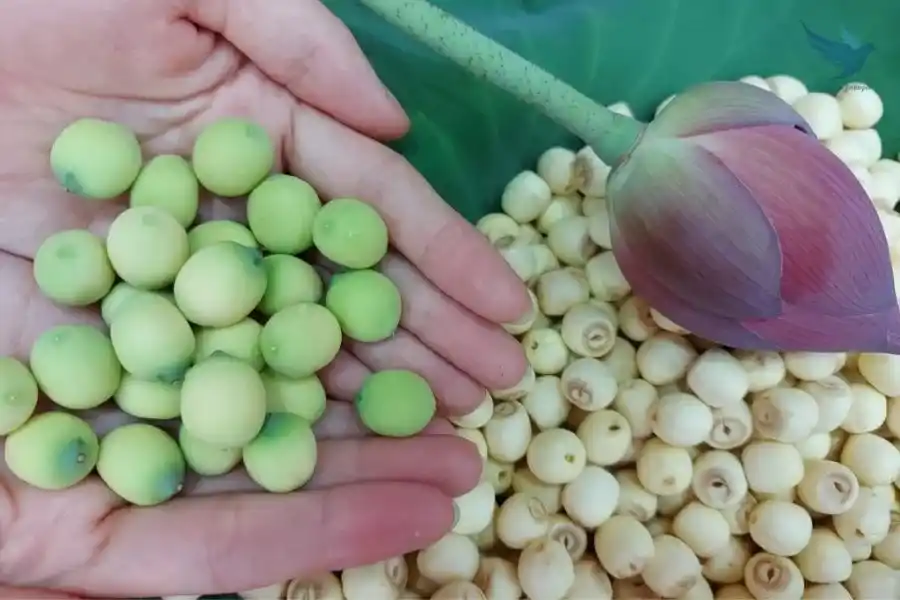 Lotus Seeds - VNT Travel