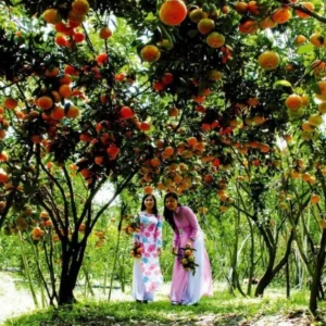 Ho Chi Minh To My Tho Private Car - VNT Private Car