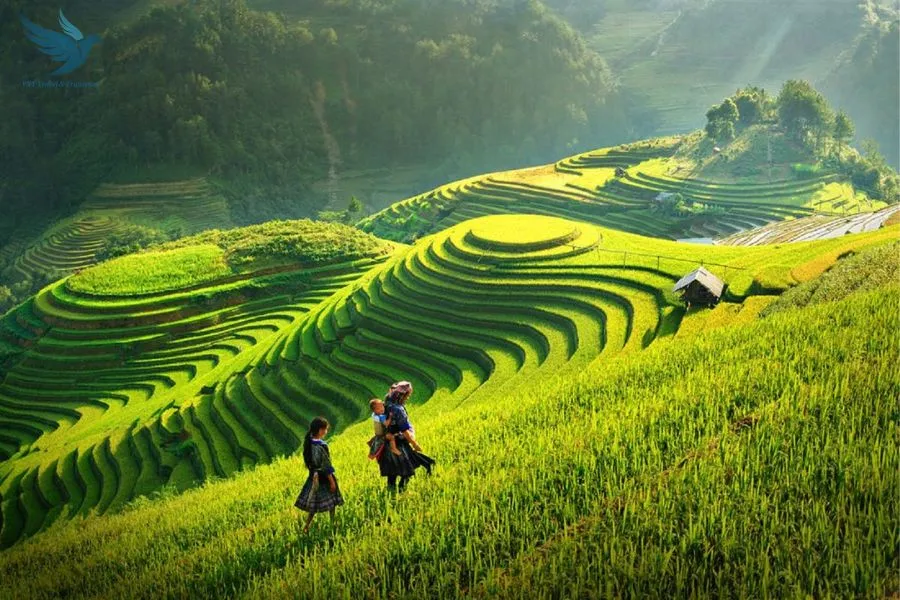 Private Car From Hanoi To Mu Cang Chai - VNT Travel