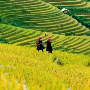 Hanoi To Mu Cang Chai Private Transfer - VNT Travel