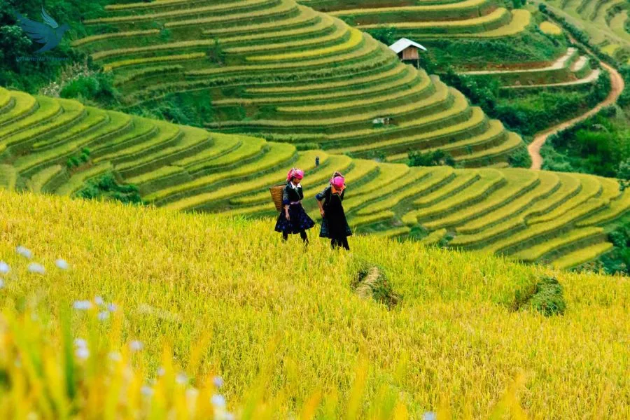 Hanoi To Mu Cang Chai Private Transfer - VNT Travel